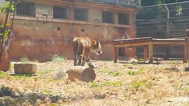 4k实拍动物园里憩息的老虎特写视频的预览图